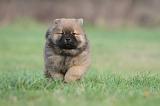 CHOW CHOW 328